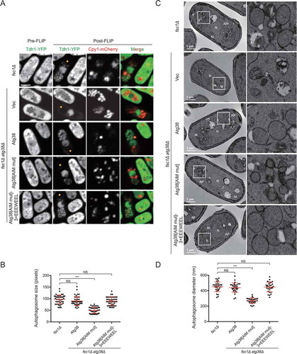 Figure 4. The AIM mutation in Atg38 reduces autophagosome size. (A) Representative images from the FLIP assay of fsc1Δ cells and fsc1Δ atg38Δ cells carrying an empty vector or the indicated Atg38 constructs. Autophagosomes were rendered visible by fluorescence loss in photobleaching (FLIP) that abolished the diffusible cytoplasmic fluorescent signal of Tdh1-YFP. Aside from Tdh1-YFP trapped inside autophagosomes, a nuclear pool of Tdh1-YFP also remained visible post-FLIP. Cells expressing Tdh1-YFP were collected after 3 h of starvation, and then the FLIP assay was performed. Yellow dots mark the sites of photobleaching. Scale bar: 3 μm. (B) Quantification of the size of autophagosomes in (A). Mean ± s.d. are shown in red (n = 45). *** indicates P < 0.001; NS, not significant. P values were calculated using Welch’s t-test. (C) Representative electron microscopy images of fsc1Δ cells and fsc1Δ atg38Δ cells carrying an empty vector or the indicated Atg38 constructs. Cells were collected after 3 h of starvation. N, nucleus; M, mitochondrion; V, vacuole; AP, autophagosome. White squares enclosed regions are shown at higher magnification on the right. (D) Quantification of the diameter of autophagosomes in (C). Mean ± s.d. are shown in red (n = 30). *** indicates P < 0.001; NS, not significant. P values were calculated using Welch’s t-test