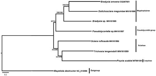Figure 1. Phylogenetic tree of seven species of Sciaridae. The numbers on branches refer to the posterior probabilities (PP) and SH-aLRT values (%). Clades are labeled with subfamilies or groups of the family.
