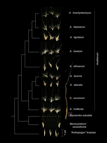 Figure 2. Spikelet morphology of selected Anatherum species and outgroups. Each species is represented by a single photo that includes two or three spikelet pairs from one herbarium specimen, as generated by McAllister et al. (Citation2018), except for Elymandra subulata, which shows a single spikelet pair. Cladogram to the left of the images shows relationships based on the plastome tree in Fig. 1. All images to the same scale. Scale bar, 1 cm.