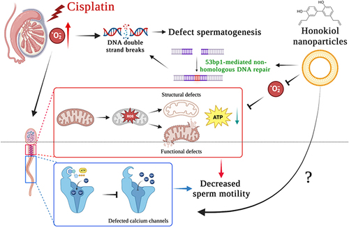 Figure 6 Summarized findings of the current study. Cisplatin results in the overproduction of free radicals and leads to oxidative stress and damage in the testis. Accumulation of excessive free radicals leads to DNA double-strand breaks that disrupt normal spermatogenesis. Cisplatin-induced oxidative stress also causes structural and functional defects of sperm mitochondria, which further compromise normal ATP production. In combination with insufficient ATP and defected calcium channel, the calcium influx required for sperm hypermotility was likely affected as sperm progressive motility was decreased significantly, and sperm motility was affected. Natural polyphenol extracts honokiol encapsulated within nanoparticles serve as a ROS scavenger that overcomes mitochondrial oxidative damage and promotes 53bp1-associated non-homologous DNA repair mechanism. With a yet-uncovered mechanism promoting sperm calcium influx, nHNK treatment mitigates cisplatin-induced male fertility defects.