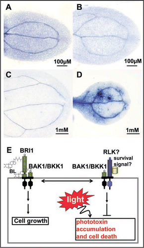 Figure 1 BAK1 and BKK1 regulate a light-dependent cell-death control pathway. (A) A representative Trypan blue stained wild-type cotyledon from a dark grown seedling on a ½ MS plate; (B) A representative Trypan blue stained bak1–4 bkk1-1 cotyledon from a dark grown seedling on a ½ MS plate; (C) A representative Trypan blue stained wild-type cotyledon from a long-day light-grown seedling on a ½ MS plate; (D) A representative Trypan blue stained bak1–4 bkk1-1 cotyledon from a long-day light-grown seedling on a ½ MS plate; (E) A hypothetical model of BAK1 and BKK1 in regulating both the BR signaling pathway to promote cell growth, and a novel light-dependent cell-death control pathway to prevent plants from unnecessary cell-death. Under a light condition, plants naturally produce unknown toxins (phototoxins), whose accumulation can lead to the cell-death. BAK1 and BKK1 likely mediate a signaling pathway to constantly check and limit the levels of these toxins.