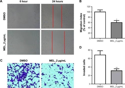 Figure 2 MEL inhibits lung cancer cell migration and invasion.