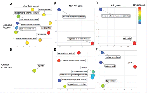 Figure 3. Unique functions enriched among Brachypodium intronless, constitutively- and alternatively-spliced (AS) genes. Significantly enriched (FDR<0.05) and unique gene ontology (GO) terms in biological process (A–C), and cellular component (D–F) of intronless genes (A and D), non-AS genes (B and F), and AS genes (C and F) are depicted as colored bubbles in REVIGO two-dimensional semantic-space scatter plots. Bubble color and distance represent uniqueness among the GO terms, where related terms are clustered together with similar color shades. Bubble size represents the relative frequency of the GO term in the underlying GO annotation database, with smaller bubble sizes representing more specific terms.