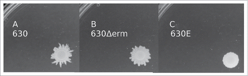 Figure 2. Motility assays. The assay was carried out by inoculating overnight cultures onto motility agar plates and incubating anaerobically for 48 h. Strains 630, 630Δerm and 630E were compared for their ability to swarm.