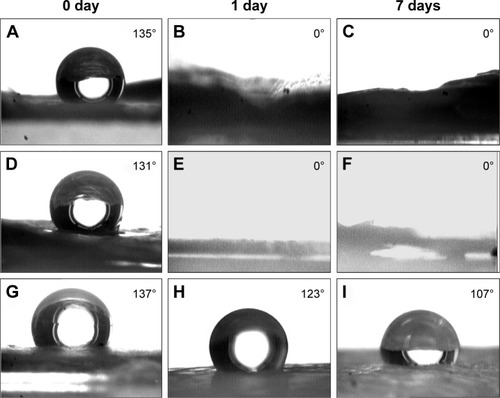 Figure 6 Contact angles of deionized water on different nanofibrous mats immersed in SBF for different days.Notes: (A–C) BSA-containing ACP-PLA nanofibers. (D–F) ACP-PLA nanofibers. (G–I) PLA nanofibers.Abbreviations: SBF, simulated body fluid; BSA, bovine serum albumin; ACP, amorphous calcium phosphate; PLA, poly(d,l-lactic acid).
