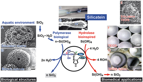 Figure 3 Physiological silicic acid polymerase reaction and bioinspired hydrolase reaction catalyzed by the biosilica-forming enzyme silicatein. Silicatein mediates the condensation of monomeric ortho-silicic acid [Si(OH)4] to polymeric amorphous silica (n•SiO2; formation of Si–O–Si bonds). In a second further reaction, silicatein acts as a hydrolase, which catalyzes the hydrolytic cleavage of the alkoxysilane compound TEOS [Si(OR)4; R = ethyl] (cleavage of Si–O–C bonds) allowing a bioinspired synthesis of artificial amorphous silica-based (nano)materials for biomedical applications. Shown in the center (enclosed in a ring) are the two amino acids of the catalytic triad, Ser and His, which interact with silicic acid and mediate the condensation. (A) Silicatein core protein of an aster from G. cydonium. (B) Complete sponge aster after incubation of silicatein with TEOS. (C) A spicule from S. domuncula with the axial canal (ac) centered by the silicatein-containing axial filament (af). (D) An axial filament with thorny silica (sil) protrusions. (E) Silicatein deposits layered onto thorny template, after reaction with TEOS. (F) Microspheres lacking silicatein after incubation with TEOS. (G) Silicatein-containing microspheres after TEOS incubation.
