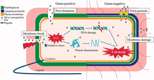 Figure 4. Possible mechanism of action of pectin synthesised silver nanoparticles on Gram-positive and Gram-negative bacteria. *ROS represents reactive oxygen species.