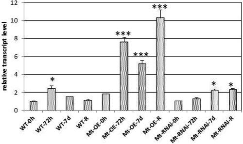 Figure 7. Relative transcript level of MtGRAS7 in T1 transgenic lines with modified expression MtGRAS7OE and MtGRAS7RNAi compared to WT plants after stress induced by cold (4 °C) for 0 h, 72 h and 7 days; R, recovery period of one week. Data represent the mean level of expression of three independent transgenic lines and three control plants ± SEM. *p < 0.05; ***p < 0.001.