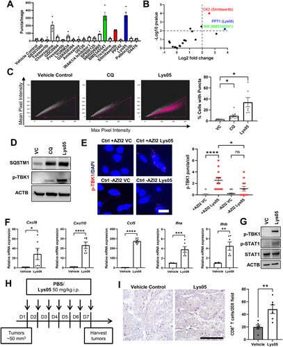 Figure 6. Inhibitor screen identifies Lys05 as an inducer of AZI2 puncta formation, TBK1 activation and increased CD8+ T-cell infiltration. (A) bar charts showing number of AZI2 puncta per image for respective inhibitors after 24-h treatment. (B) volcano plot with -log10 p-values and log2 fold change for AZI2 puncta per image for respective inhibitors relative to vehicle control treated cells. (C) dot plots from imaging cytometry analysis of Ctrl +AZI2 cells treated with vehicle control, 100 µM chloroquine (CQ) or 20 µM Lys05 for 24 h. Bar charts showing quantification of percentage cells with GFP-AZI2 puncta. *indicates p < 0.05. (D) immunoblots showing levels of SQSTM1, p-TBK1 and ACTB in Ctrl +AZI2 cells treated with vehicle control, 100 µM chloroquine (CQ) or 20 µM Lys05 for 24 h. (E) confocal imaging showing formation of p-TBK1 puncta in Ctrl ± AZI2 cells treated with vehicle or 20 µM Lys05. Scale bar: 10 µm. Bar chart shows quantification of p-TBK1 puncta per cell for each condition. (F) bar charts showing transcript levels of respective genes in Ctrl +AZI2 cells treated with vehicle or 20 µM Lys05. (G) immunoblots showing levels of p-TBK1, p-STAT1, STAT1 and ACTB in Ctrl +AZI2 cells treated with vehicle or 20 µM Lys05. (H) schema showing experimental design for mice transplanted with iKO cells and treated with either PBS or Lys05 at 50 mg/kg i.P. daily. (I) micrographs showing levels of CD8+ T cell infiltration for PBS or Lys05 treated mice. Scale bar: 200 µm. Bar chart shows quantification of CD8+ T cells per 20× field of view (n = 6 per group), **indicates p < 0.01.