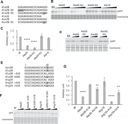 Figure 4. Importance of A16, G18, and G19 of tRF-5D (Ala) for the inhibition of translation. (A) Sequence alignment of Ala20, Ala16, Asn20 with the mutated versions Ala20-5U, Ala20-3U, and Asn20-3U. Us replacing Gs are in bold and underlined (B) Effect of the addition of the Ala20-5U and Ala20-3U presented in (A) on the in vitro synthesis of pGFP. The experiment was performed as described in Fig. 3B with the same concentration range. (C) Quantification of in vitro synthesized pGFP in experiments similar to that described in (B). Error bars represent standard errors of the mean of independent biological experiments (n = 3 to 13). One-way ANOVA tests were used to calculate p-values. Asterisks indicate statistically significant differences between Mock and each treatment (****P< 0.0001). A value of 1 has been given to M (Mock, control experiment without tRF). (D) Effect of the addition of Ala20-3U or Asn20-3U on the in vitro synthesis of pGFP. Experiment was performed as in (B). Two concentrations of oligoribonucleotides (0.2 and 1 µM) were used. (E) Sequence alignment of Ala20 and Arg19 with the mutated versions Ala20-A16, Ala20A16U, Arg19+ A16, Arg19+ U16. Mutated or added nucleotides are in bold and underlined. The A residue at position 16 in Asn20 and Ala20 is under grey background. In vitro synthesis of pGFP in the presence of these oligoribonucleotides and quantifications of the results are presented in (F) and (G) respectively. The experiments were performed as in Fig. 3B, except that only two concentrations of oligoribonucleotides (0.2 and 1 µM) were used. Error bars represent standard errors of the mean of independent biological experiments (n = 3 to 13). A value of 1 has been given to M (Mock, control experiment without tRF). One-way ANOVA tests were used to calculate p-values. Asterisks indicate statistically significant differences between Mock and each treatment (****P< 0.0001; **P< 0.01).