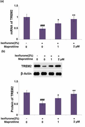 Figure 8. Maprotiline restored Isoflurane-induced reduction of TREM2 in BV2 microglia cells. Cells were stimulated with 2% Isoflurane with or without Maprotiline (1, 2 μM) for 24 hours. (a). mRNA of TREM2; (b). Protein of TREM2 (###, P < 0.005 vs. vehicle group; *, **, P < 0.05, 0.01 vs. Isoflurane group)