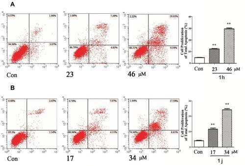 Figure 3 1h and 1j induced apoptosis in cancer A549 cells. Representative scatter diagrams. The A549 cells were pre-treated with (A) 1h at a dose of 0, 23, and 46 μM (0, 10, and 20 μg/mL), (B) 1j at a dose of 0, 17, and 34 μM (0, 8 and 16 μg/mL), respectively, for 48 h. Apoptotic cells were stained with Annexin V-FITC and PI, and measured using flow cytometry. **p<0.01 vs Con.