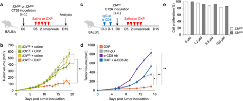 Figure 6. Evaluation of the possibility that IL-34 derives resistance in OXP treatment. (a) the timeline of inoculation, administration of OXP, and analysis for chemotherapy. (b) Tumor volume of BALB/c mice until day 19 with mean ± SEM (n = 6/group). (c) the timeline of anti-CD4 or anti-CD8 antibody injection, inoculation, and administration of OXP for chemotherapy. (d) Tumor volume of antibody injected BALB/c mice until day 15 with mean ± SEM (n = 6/group). (e) the percentage of surviving cells with mean ± SEM after OXP addition (n = 3/cell line). *P < 0.05, **P < 0.01; Tukey’s multiple comparison test, N.S., Not significant.