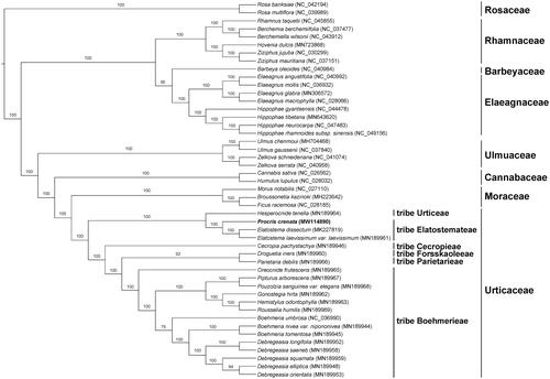 Figure 1. Phylogenetic tree reconstructed by maximum likelihood (ML) analysis based on the dataset of whole-chloroplast protein-coding genes from 21 species of Urticaceae and 26 species of other families in Rosales, numbers upon branches are assessed by ML bootstrap.