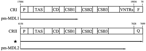 Figure 4. Comparison of transcription of pm-MDL1 and pm-MDL2. Prepresents tRNA-pro, F represents tRNA-Phe, Q represents tRNA-Gln, ⋆ represents the LncRNA of tRNA-ProAS/CRII/tRNA-GlnAS.