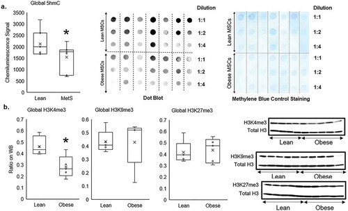 Figure 2. Global epigenetic alterations in Obese compared to Lean MSCs demonstrated by: a) dot-blotting of DNA hydroxymethylation measuring genomic 5-hydroxymethyl-cytosine (5hmC), b) and Western blotting of histone-3 protein measuring genomic tri-methylation on lysine-4 (H3K4me3), 9 (H3K9me3), and 27 (H3K27me3) residues. Genomic 5hmC and H3K4me3 were reduced in Obese compared to Lean MSCs, but there were no different in Global H3K9me3 and H3K27me3 between Lean and Obese MSCs. *p ≤ 0.05 vs. Lean MSC