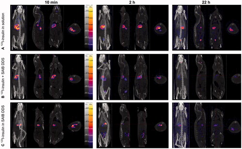 Figure 6. Representative SPECT/CT images showing the biodistribution of orally administered 123I-insulin 10 min, 2 h and 22 h after administration. The scale bar is the same for all images.