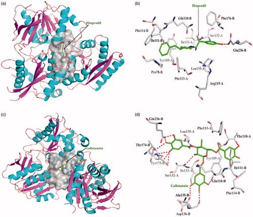 Figure 4. The figures of NR2B/ligand interactions: (a) The positive control binding mode of ifenprodil to NR2B protein ribbon, protein was shown in ribbon and ifenprodil in green sticks, the active pocket was shown in surface form. (b) Ifenprodil and NR2B bind schema detail maps, the amino acid residues were labelled in the form of white sticks and ifenprodil in green sticks, the red dotted line illustrates the hydrogen bond interaction. (c) The binding mode of Gallotannin to NR2B protein ribbon. (d) Gallotannin and NR2B bind schema detail maps; the notation used here were same as positive control.