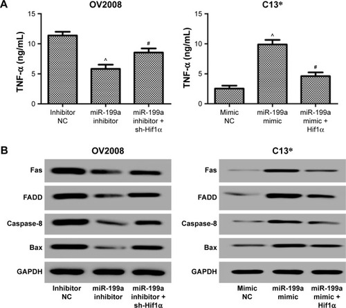 Figure 4 Effects of miR-199a on apoptosis-related proteins induced by cisplatin were through the suppression of Hif1α expression.