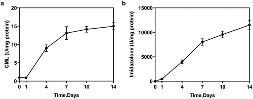 Figure 1. Concentration of AGEs (CML and imidazolone) in M-HSA (ELISA)