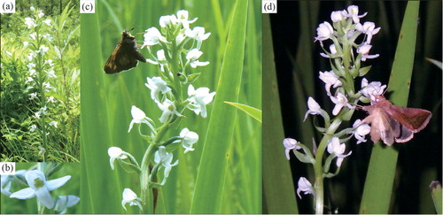 Figure 1. (a) Platanthera hologlottis in the wild, (b) an enlarged photograph of P. hologlottis flower, (c) a visiting species of Ochlodes ohraceus in the day, (d) a visiting species of Plussiinae in the night.
