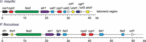 Fig. 4. Comparative alignment of gene clusters found in Ustilago maydis and Pseudozyma flocculosa controlling the biosynthesis of ustilagic acid (U. maydis) and flocculosin (P. flocculosa).
