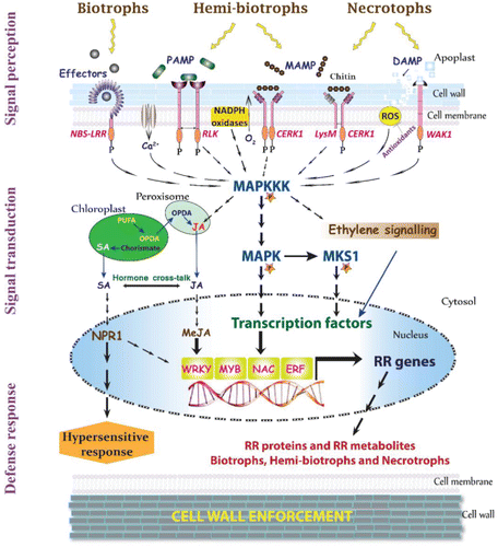 Figure 1. Snapshot of key players involved in plant-pathogen interaction. Plants face continuous challenges from several biotrophs, hemibiotrophs, and necrotrophic pathogens, which often attack and propagate in apoplastic space of plant tissues. Pathogens in general produce elicitors (former: PAMP/MAMP), except for specialized pathogens which also produce effectors. Plants recognize these elicitors/effectors and mount an immune response, by triggering a hierarchy of R genes (elicitor recognition receptor (ELRR), effector recognition receptor (ERR), phytohormone (PHR), mitogen-activated protein kinase (MAPK), transcription factor (TF)), eventually to produce resistance-related (RR) metabolites (RRMs) and proteins (RRPs), that directly supress the pathogen advancement. The elicitors are recognized by host membrane-localized ELRR (former: PRR), while the effectors are recognized by ERR (former: PRR produced by R genes). For example, effectors produced by biotrophs are often recognized by NBS-LRR proteins, leading to hypersensitive response via MAPK/SA/NPR1 pathway. On the other hand, elicitors such as chitins produced mainly by hemibiotrophs and necrotrophs are perceived by receptor-like kinases (RLK) and LysM domain chitin elicitor receptor kinase (CERK1), respectively, to activate downstream defense response through MAPK kinase kinase (MAPKKK) pathway. Necrotrophs produce elicitors such as enzymes and toxins, which damage the plant cell walls accumulating cell wall fragments and contents (Plant elicitors plant signal molecules; former: DAMPs), which activate plant defense response through wall-associated receptor kinases (WAKs). Concurrently, several secondary messengers such as calcium ions, reactive oxygen species (ROS), and plant hormone-mediated defense pathways (Ethylene, SA, and JA) are activated following biotic stress, which also trigger downstream genes resulting in hypersensitive response or reduced susceptibility. Overall, the signal perceived by receptor kinases are transmitted efficiently through cytosolic protein kinases such as MAPKKK pathway, to activate an array of plant transcription factors (WRKY, MYB, NAC, and ERF), which regulate several R genes to produce RRPs and RRMs. These RMs are phytoanticipins and phytoalexins, or their conjugate products that are deposited to enforce the secondary cell wall, thus containing the pathogen to initial infection area.