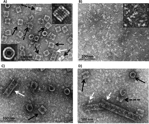 Figure 1. Transmission electron micrographs of the purified negatively stained HlH. (A) The molecule of native HlH is a didecamer (black arrow), visible in side views (rectangular) and in top views (circles). In top view orientation (insert), the outer wall and the internal collar are directly visible. Some decamers (black dashed arrow) and one short multidecamer (white arrows) are observed. (B) Dissociated protein in 130 mmol L−1 Gly-NaOH buffer, at pH 9.6. (C) Reassociated HlH after dialysis against a stabilizing buffer (SB), pH 7.2, containing 20 mmol L−1 CaCl2 and 20 mmol L−1 MgCl2. (D) Reassociated HlH after dialysis against SB, pH 7.2, containing 100 mmol L−1 CaCl2 and 100 mmol L−1 MgCl2.