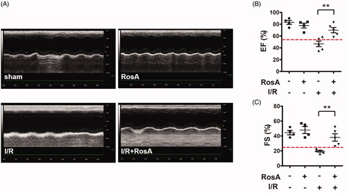 Figure 3. Effects of RosA on cardiac dysfunction. (A) Representative echocardiographs showing cardiac function from the various groups. (B) EF and (C) FS measured by echocardiography. Data are expressed as the mean ± S.D. (n = 4–5). Significance was determined by ANOVA followed by Tukey’s test. **p < 0.01 vs. Vehicle + I/R. EF: ejection fraction; FS: fractional shortening.