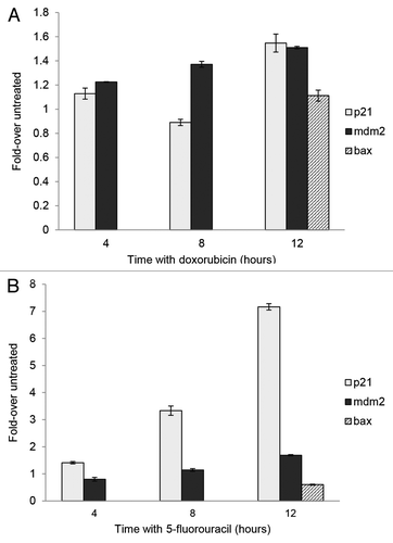 Figure 3. Chromatin immunoprecipitation (ChIP) of p53 from MCF-7 cells following treatment with 5-fluorouracil and doxorubicin. MCF-7 cells were treated with doxorubicin or 5-fluorouracil for 4–12 h or untreated, then chromatin was produced as described in the Materials and Methods section. ChIP was performed using anti-p53 antibodies then PCR done on the isolated chromatin using the p21, mdm2, and bax gene RE sequences as described. The raw density values detected in gels (data not shown) were obtained and plotted as compared with that detected with an untreated sample. The standard deviation of the mean relative to input of each sample, shown as the error bars, was calculated at a 95% confidence level for 3 replicates. (A) After a 12 h treatment with doxorubicin, there is a significant increase in the association of p53 with p21 (P = 0.0006) and mdm2 (P = 0.0003). (B) There is a significant increase in the association of p53 with p21 (P < 0.0001) and mdm2 (P = 0.0003) after a 12 h treatment with 5-fluorouracil. The bax gene was not analyzed at intermediate times, only with untreated and 12 h treated samples.