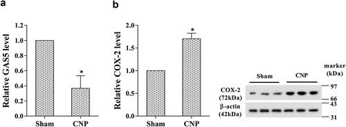 Figure 1. The expression of GAS5 and COX-2 in prostatitis tissues. The rat model of CNP was established by 20 μL 1% carrageenan injection in the prostate. The sham group was injected with the same volume of saline. There were seven rats in each group. (a) The expression of GAS5 was determined using RT-PCR. (b) The expression of COX-2 was determined using real-time PCR and western blot. (*p < 0.05 vs sham). CNP, chronic non-bacterial prostatitis.