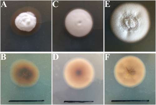 Figure 1. Colony morphology of Epichloë endophytes isolated from Hordeum brevisubulatum after incubation on PDA at 25°C for 32 d. A, surface of WBE1; B, reverse of WBE1; C, surface of WBE3; D, reverse of WBE3; E, surface of WBE4; F, reverse of WBE4. Bar = 3 cm.