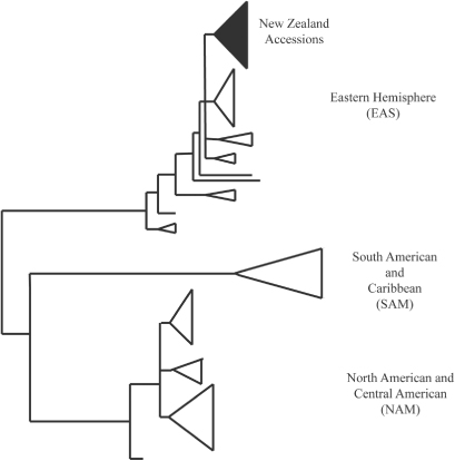 Figure 1 Phylogenetic tree of Schizophyllum commune showing the position of the three New Zealand specimens treated by James et al. (Citation2001).