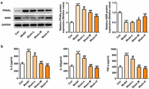 Figure 12. Rhein treatment affected PPARγ and INSR protein levels, and inflammation. The supernatant culturing Raw246.7 cells with LPS stimulation was collected and used to incubate with 3T3-L1 preadipocytes. (a). The expression of PPARγ and INSR. (b). The quantitative analysis of inflammatory factor IL-6, IL-1β and TNF-α. Each experiment was repeated at least three times. ***p < 0.001 versus control. #p < 0.05, ##p < 0.01, ###p < 0.001 versus Model