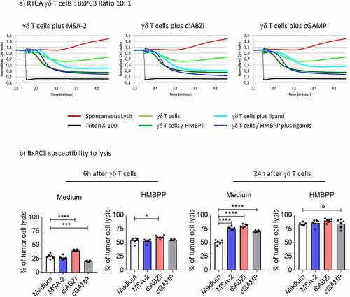 Figure 6. Enhancement of γδ T-cell killing of BxPC3 tumor cells by STING ligands. 104 BxPC3 tumor cells per well were plated in duplicates in RTCA plates and incubated overnight. Thereafter, 105 short-term expanded Vδ2 T cells were added per well in the absence or presence of 25 µM MSA-2, 100 nM diABZI or 10 µg/ml cGAMP, and the additional absence or presence of 1 nM HMBPP (E/T ratio 10:1). The impedance was recorded every 3 min for additional 24 h. Triton X-100 was added to induce maximal lysis. a) Representative RTCA graphs to illustrate effects of MSA-2, diABZI and cGAMP. b) The percentage of specific lysis at 6 and 24 h after addition of γδ T effector cells was calculated from the RTCA graph. Mean values of six independent experiments with different γδ T cells are shown. Statistical significance: * p < .05, ** p < .01, *** p < .001 and **** p < .0001. ns, not significant.