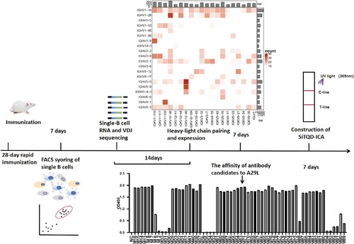 Figure 1. Schematic overview of the rapid screening for monkeypox virus A29L antibodies and antigen diagnosis.