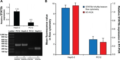 Figure 5 The expressions of STAT5b in cells determined by RT-PCR and hDAuNP beacon.Notes: (A) Relative expressions of STAT5b in HepG-2 and PC12 cell lines (*P<0.05). The levels of STAT5b were 1.2 in HepG-2 cell lines and 0.3 in PC12 cell line. (B) Comparison of STAT5b mRNA expression determined by hDAuNP beacon and RT-PCR. The expression difference between HepG-2 and PC12 cell lines measured by RT-PCR was similar to the result of the fluorescent analysis using STAT5b hDAuNP beacon in live cells.Abbreviations: GAPDH, glyceraldehyde 3-phosphate dehydrogenase; hDAuNP, hairpin DNA-coated gold nanoparticle; RT-PCR, reverse transcriptase-polymerase chain reaction; STAT5b, signal transducer and activator of transcription 5b.