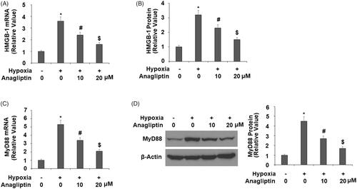Figure 8. Anagliptin reduced the expression of HMGB-1 and MyD88. Cells were pretreated with anagliptin (10, 20 μM) for 6 h. Then, cells were subjected to hypoxia for 24 h. (A) mRNA levels of HMGB-1; (B) secretions of HMGB-1 as measured by ELISA; (C) mRNA levels of MyD88; (D) protein levels of MyD88 (*, #, $, P<.01 vs. previous group).