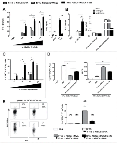 Figure 1. Primary and secondary stimulation of NKT cells is ameliorated by means of α-GalCer vectorization into NP/Clec9a. A, Left panel, Spleen cells from WT animals were exposed to grading doses of free α-GalCer plus OVA or with α-GalCer plus OVA encapsulated into PLGA-based NPs armed with anti-Clec9a Abs (NP/α-GalCer/OVA/Clec9a) or isotype control Abs (NP/α-GalCer/OVA/IgG). Right panel, Spleen cells from WT or Baft3−/− were incubated with NP/α-GalCer/OVA/Clec9a or NP/α-GalCer/OVA/IgG. Of note, Baft3 deficiency did not reduce the number of splenic NKT cells (not shown). B, BM-DCs were exposed for 2 hours to free or encapsulated α-GalCer and, after washing, DCs were cultured with the NKT cell hybridoma DN32.D3. Right panel, Anti-Clec9a or IgG1 control was added (25 μg/ml) during the antigenic pulse. (A) and B, IFN-γ and IL-2 production was quantified 48 hours or 24 hours later by ELISA. Data represent a pool of 2 or 3 independent experiments. C, Left panel, Mice were i.v. injected with PBS alone or graded doses of α-GalCer either in a free soluble form or encapsulated into NP/Clec9a or NP/IgG. After 3 hours, splenic NKT cells were screened for intracellular IFN-γ production. The average percentages of NKT cells positive for IFN-γ are represented. D, Mice were i.v. injected with free α-GalCer (100ng/mouse) or with α-GalCer encapsulated into NP/clec9a (5 ng/mouse). Seven days later, mice received a second injection of vectorized α-GalCer (NP/α-GalCer/OVA/Clec9a, 5 ng/mouse) and spleen NKT cells were screened for intracellular IFN-γ production (left panel) and cell surface PD1 expression (right panel) 3 hours later. E, Left panel, Representative dot plots of NKT cells expressing CCF4-blue fluorescence (corresponding to IL-10-β-lactamase+ cells). Right panel, the percentage of IL-10-β-lactamase+ NKT cells among total NKT cells is represented (n = 5). C-E, Shown is a representative experiment of at least 3 (2 for panel D) performed (n = 5). A-E, **P < 0.01, *P < 0.05 (a Kruskal–Wallis ANOVA).