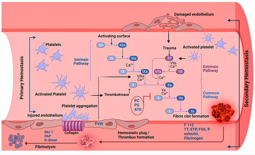 Figure 2 Platelets: coagulation cascade cross talk in hemostasis. Primary hemostasis refers to platelets’ activation, adhesion, and aggregation at the site of endothelium injury. Adherence of platelets onto the exposed collagen takes place in a multifaceted process, and as a result platelets form a plug at the vascular injury site. Secondary hemostasis refers to the activation of the coagulation cascade. Both the intrinsic and extrinsic pathways converge into a common pathway and involve a series of sequential cleavage and activation of coagulation factors (XII, XI, IX, X, VII, III), ending with zymogen prothrombin (factor II) activation to thrombin (factor IIa). Activated thrombin catalyzes fibrinogen (factor I) cleavage to fibrin (Ia), and polymerization of fibrin monomers into an insoluble fibrin matrix strengthens the clot formation around the platelet plug. Fibrinolysis, through the action of plasmin, prevents unnecessary intravascular fibrin accumulation and enables the removal of thrombi. Protein C (PC), protein S (PS), and antithrombin II (ATII) inhibit the factors Xa/IIa and fibrin (Ia) formation. Tests and biomarkers used in clinical and research settings for examining the activation of platelets and coagulation cascade include, prothrombin fragment F1+2, thrombin time (TT); endogenous thrombin potential (ETP), factor VII, P-selectin, fibrinogen, and tissue factor (TF). Fibrinolysis is measured by plasminogen activator inhibitor 1 (PAI1), plasmin–antiplasmin complex (PAP), and D-dimer tests. Figure created using BioRender.