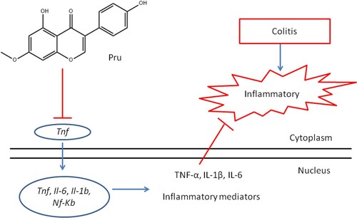 Figure 9. The possible mechanism of Pru in the treatment of colitis.