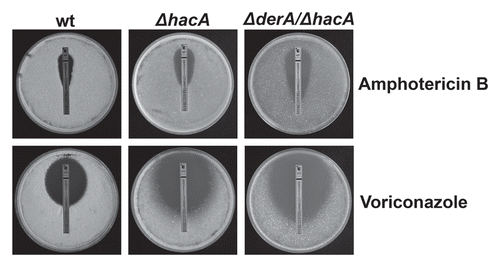 Figure 3 DerA cooperates with the UPR in antifungal resistance. Conidia from the indicated strains were spread evenly onto the surface of a plate of IMA and an Etest strip containing amphotericin B or voriconazole was applied to the inoculated agar surface. The plates were incubated at 37°C for 24 h.