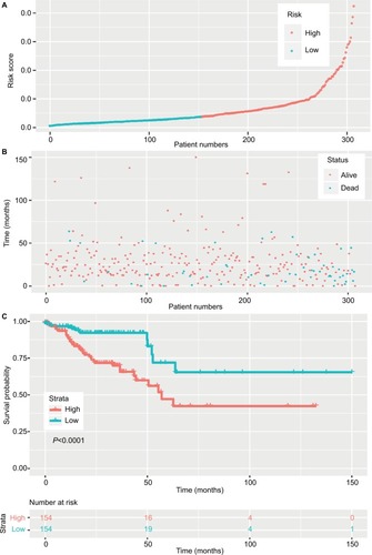 Figure 2 Risk score of lncRNAs in the training set.Notes: (A) The risk score of patients in the training set based on risk formula. (B) The distribution of patient survival status and survival time. (C) Survival curve of the low-risk and high-risk groups based on median risk score using the Kaplan–Meier method.