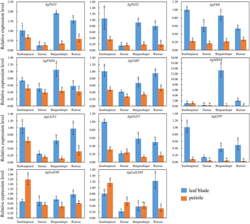 Figure 5. Transcriptional levels of genes involved in AsA biosynthesis in leaf blades and petioles of ‘Xuebaiqincai’, ‘Saixue’, ‘Baiganshiqin’ and ‘Ruixue’.