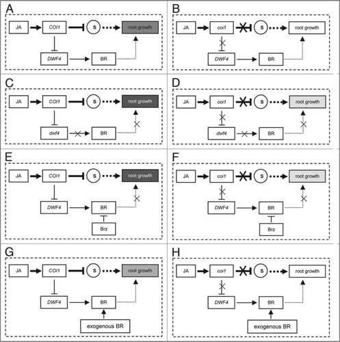 Figure 2 A model for that BR negatively finely regulates JA inhibition of root growth in Arabidopsis. (A–D) Treatment with JA in wild type (A), coi1-2 (B), psc1 (C) and psc1coi1 (D). (E and F) Treatments with JA and Brz in wild type (E) and coi1-2 (F). (G and H) Treatments with JA and exogenous BR in wild type (G) and coi1-2 (H). Arrows indicate positive regulation or enhancement, whereas blunted lines indicate repression or negative regulation. Crosses indicate interruption or impairment. The letter “S” indicates substrates of SCFCOI1. Thicker arrows and blunted lines represent the central JA signaling pathway regulating JA inhibition of root growth. Broken arrows represent JA signaling pathway in which other regulators are involved. The intensity of gray boxes represents the degree of JA inhibition on root growth.