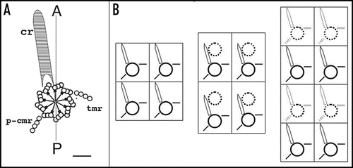 Figure 4 Duplication of the cortical pattern. (A) The elementary cortical unit. The scheme shows a basal body and its main cytoskeletal appendages whose extension defines the cortical unit. The striated ciliary rootlet (cr) runs anterior and to the right of the basal body and of the cell; the transverse microtubule ribbon (tmr) and the post-ciliary microtubule ribbon (p-cmr) run to the left and the posterior sides of the basal body respectively. (B) Duplication of the cortical units. Two adjacent units along two parallel rows are represented. Solid lines correspond to old bb and appendages, dotted lines to new organelles. Elongation of the longitudinal rows proceeds through elongation of the preexisting units and intercalation of new bbs.