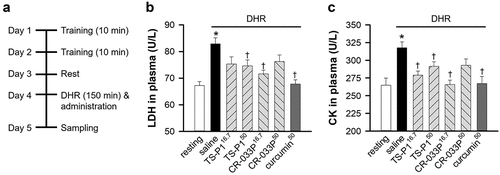 Figure 2. Muscle-protective effect of TS-P1 and CR-033P in mouse DHR model. (a) Experimental scheme of mouse DHR model. For two days, mice were trained to run on flat treadmill for 10 min per day, and then subjected to DHR after 1 day resting. (b, c) measurement of activities of lactate dehydrogenase (LDH) (b) and creatine kinase (CK) (c) in plasma of mice treated with or without saline, TS-P116.7, TS-P150, CR-033P16.7, CR-033P50, and curcumin50. Data were expressed as mean ± SEM (n = 8, *p < .05 for resting and †p < .05 for saline by t-test).