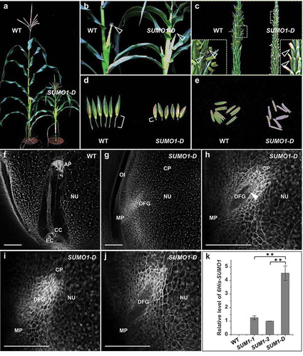 Figure 3. Phenotypes of SUMO1 overexpression plants. (a) A subset of SUMO1 over-expression plants showed a severe dwarf phenotype. (b) Silks of dwarf plants (SUMO1-D) never emerged from ear hull leaves. (c) SUMO1-D male florets and filaments are significantly shorter compared to WT. (d) Pedicels of SUMO1-D male flowers were significantly shorter. (e) Anthers of SUMO1-D plants became brown and shriveled during development. (f and g) Longitudinal optical sections of ovules dissected from WT (f) and SUMO1-D plants (g). Single CLSM sections are shown. (h–j) Single focus planes of SUMO1-D ovules showing degenerated female gametophytes. (k) Quantitative RT-qPCR of 6His-SUMO1 expression in WT and leaves of 6His-SUMO1 plants. Values are mean values ± SD. Two asterisks (**) represent P < 0.01. EC, egg cell; CC, central cell; AP, antipodal cells; NU, nucellus; OI, outer integument; MP, micropylar pole; DFG, degenerated female gametophyte; CP, chalazal pole. Scale bars represent 50 μm.