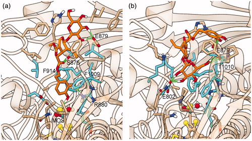 Figure 6. Representative structures of the ligand binding site of the final models of the XO complexes with oleuropein (Compound 2). The sites of the representative frames from the last 5 ns of MD for the XO-oleuropein complexes I (a) and II-3 (b) are shown with the same representation and colors used in Figure 4, except for C atoms of oleuropein, in orange.