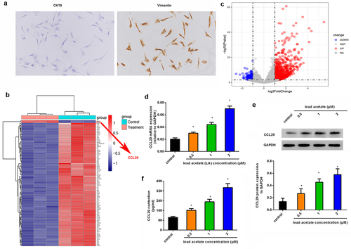 Figure 1. Aberrant expression of CCL20 is observed in lead acetate-stimulated mice primary renal interstitial fibroblasts. (a) Staining of renal interstitial fibroblasts with CK19 and Vimentin. (b) Heat map of gene expression in lead acetate-treated fibroblasts. The red shades represent high expression, and blue shades indicate low expression. (c) Volcano plots exhibited gene expression profiles. (d, e) Isolated renal fibroblasts were stimulated with the indicated doses of lead acetate for 24 h. Then, the mRNA (d) and protein expression (e) levels were analyzed by qRT-PCR and western blotting. (f) ELISA assay was performed to quantify the contents of CCL20 in supernatants from lead acetate-treated renal fibroblasts. *P < 0.05 vs. control groups.